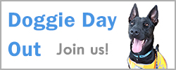 volunteer for Doggie Day Out