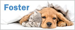 Foster animals for the county.