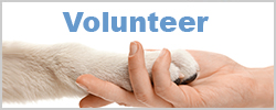 volunteer with the Shelter