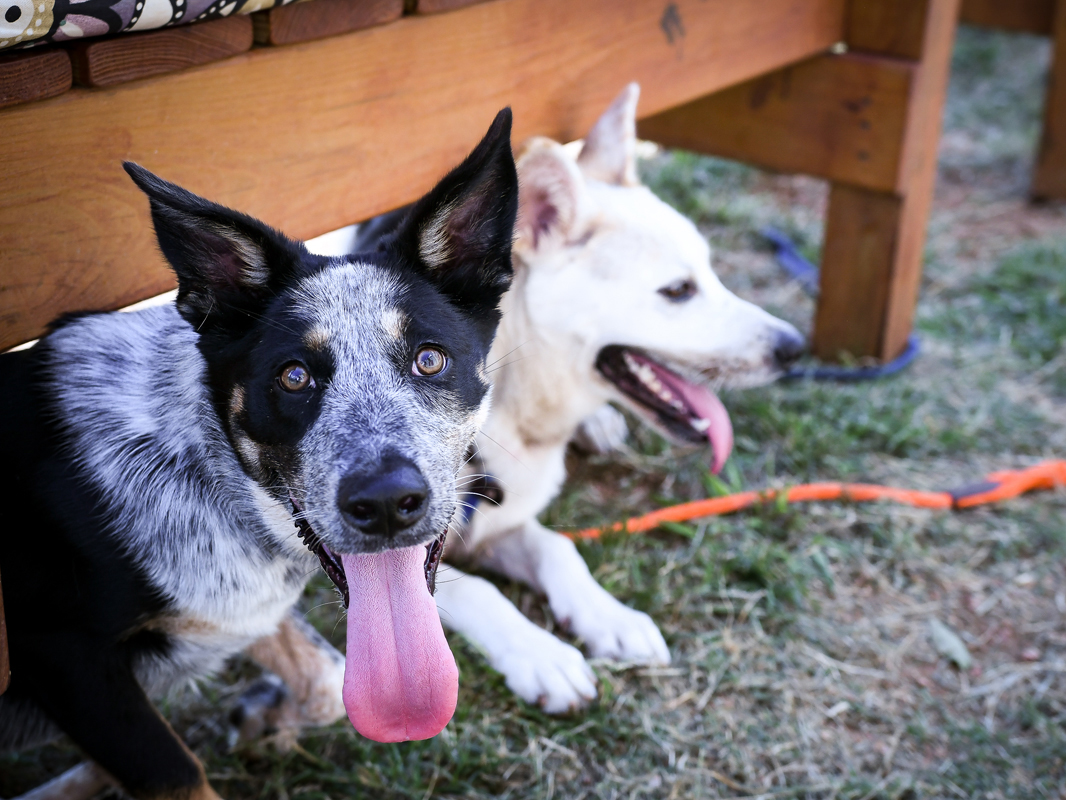 Two dogs resting under a wooden bench at the animal shelter.